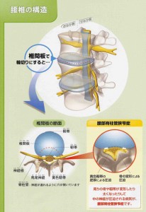 脊柱管　腰椎の構造